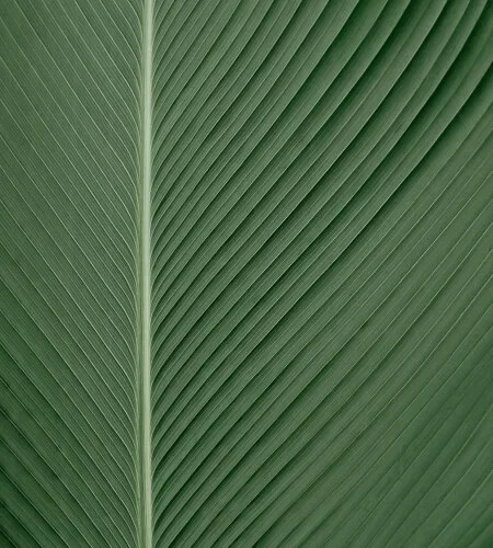Extreme close up of a green palm leaf